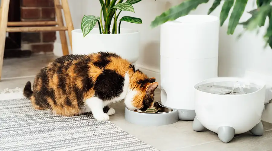 Cat eating from automatic bowl